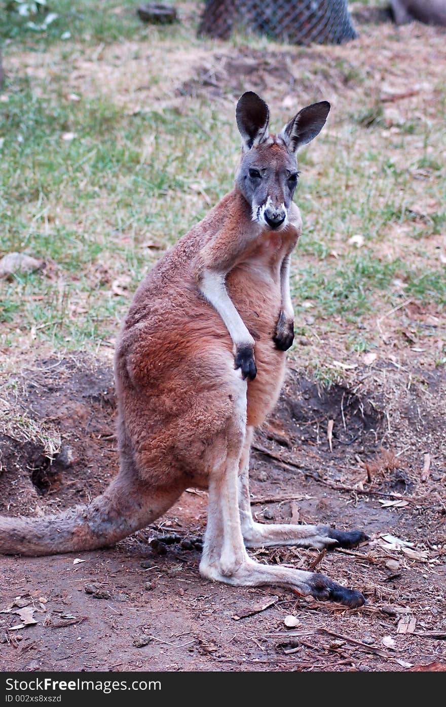 A young red kangaroo at attention. A young red kangaroo at attention.