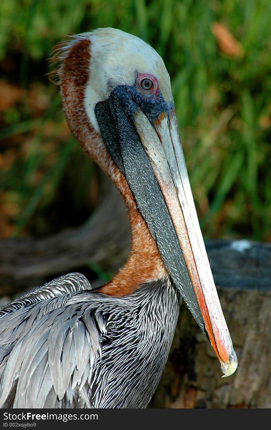 Beautiful pelican