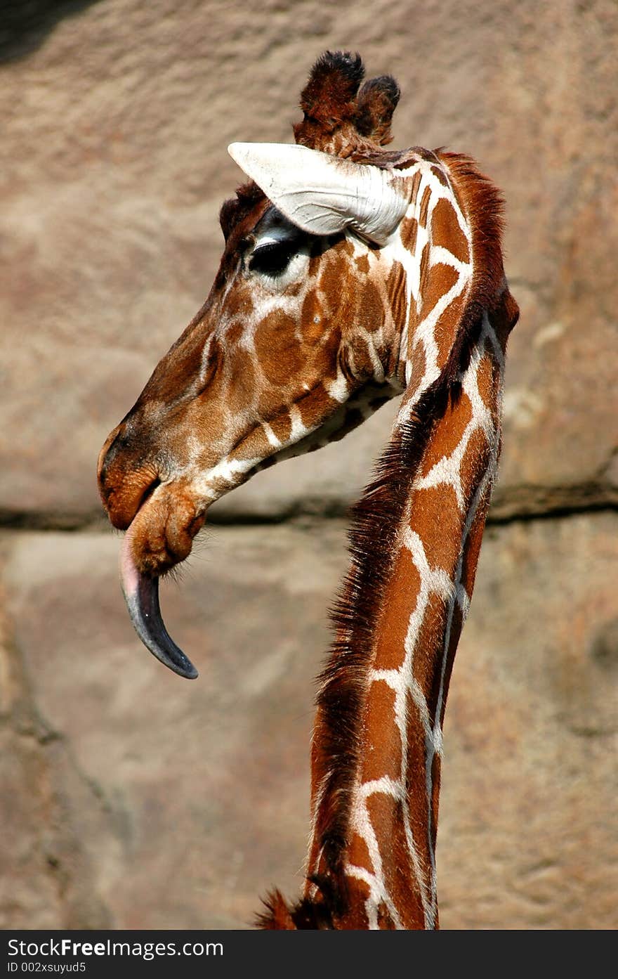 Funny giraffe headshot with tougne sticking out. Funny giraffe headshot with tougne sticking out