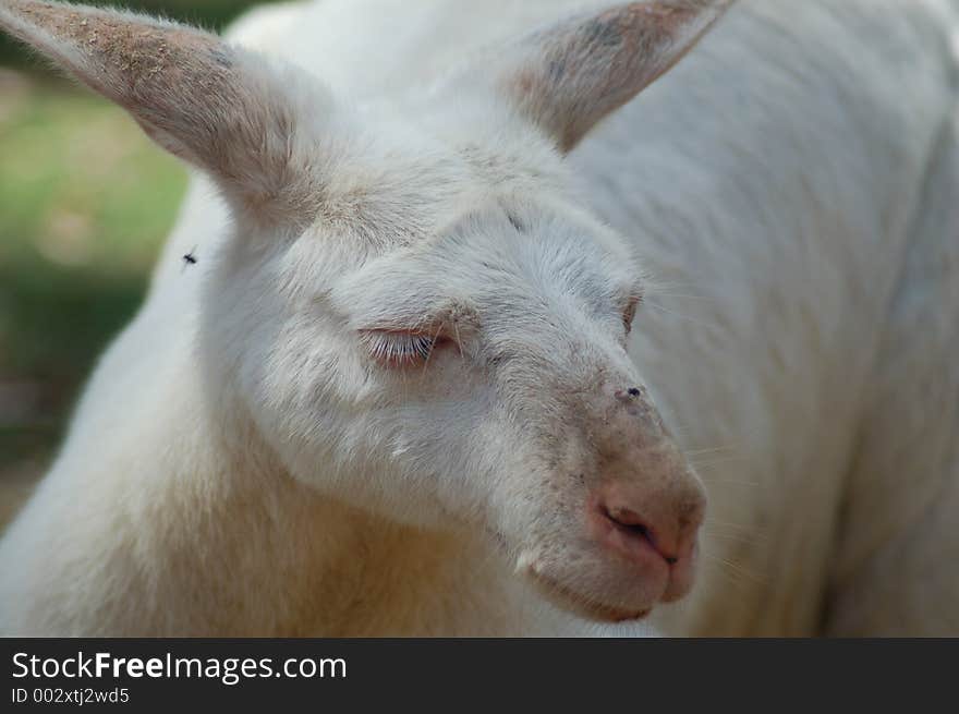 A mature albino Kangaroo. A mature albino Kangaroo