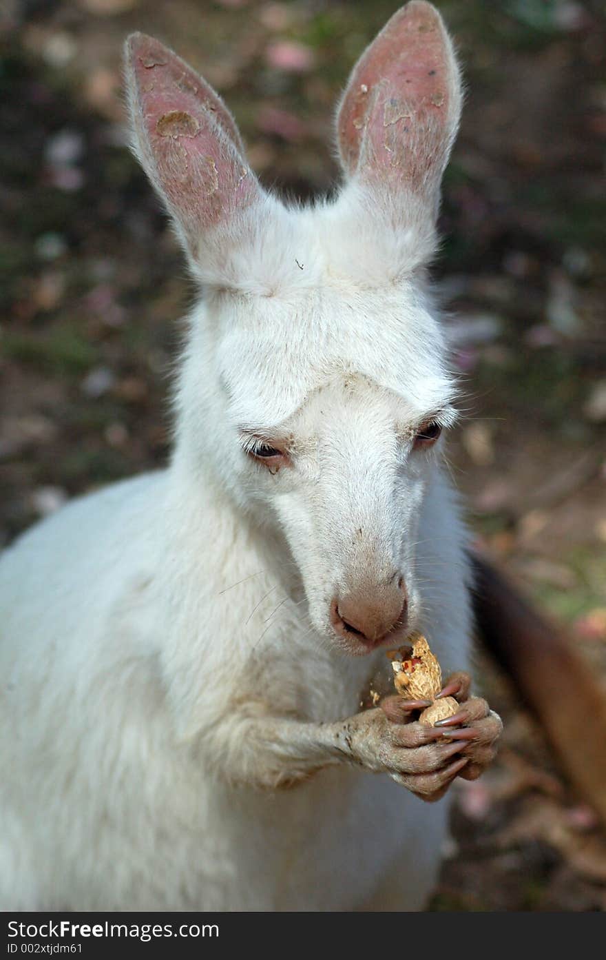 Joey Eating A Peanut