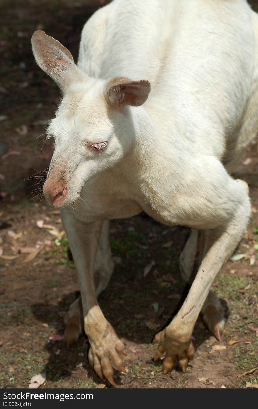 A mature male albino kangaroo.