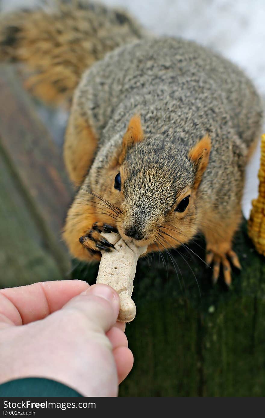 Squirrel being hand fed a dog bone. Squirrel being hand fed a dog bone