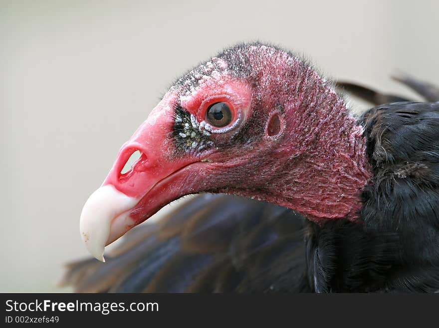 Turkey buzzard portrait