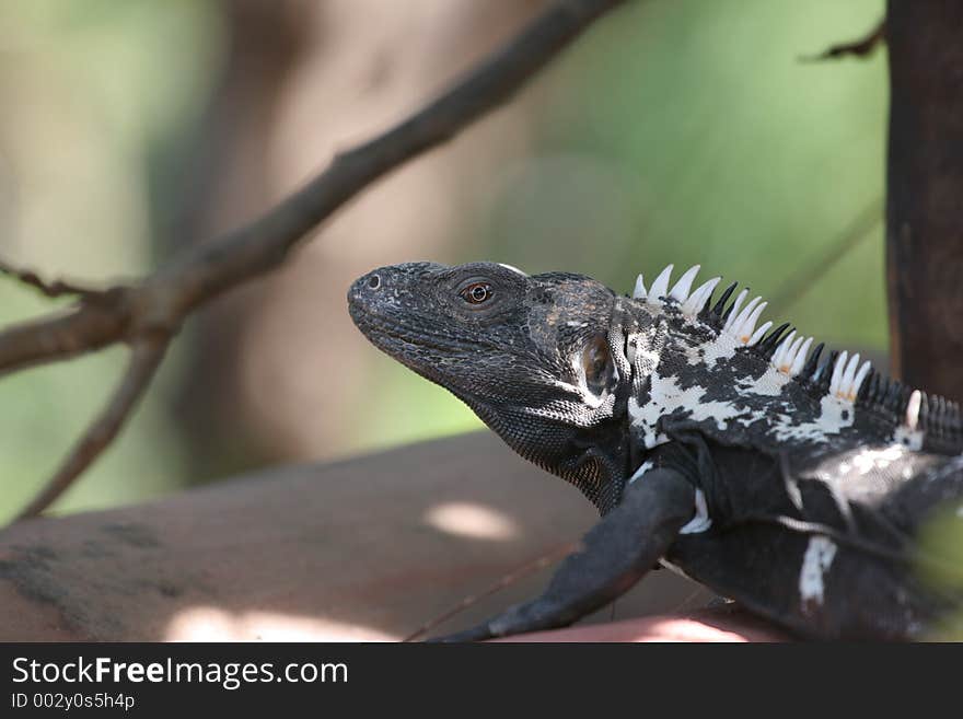 Big and black iguana