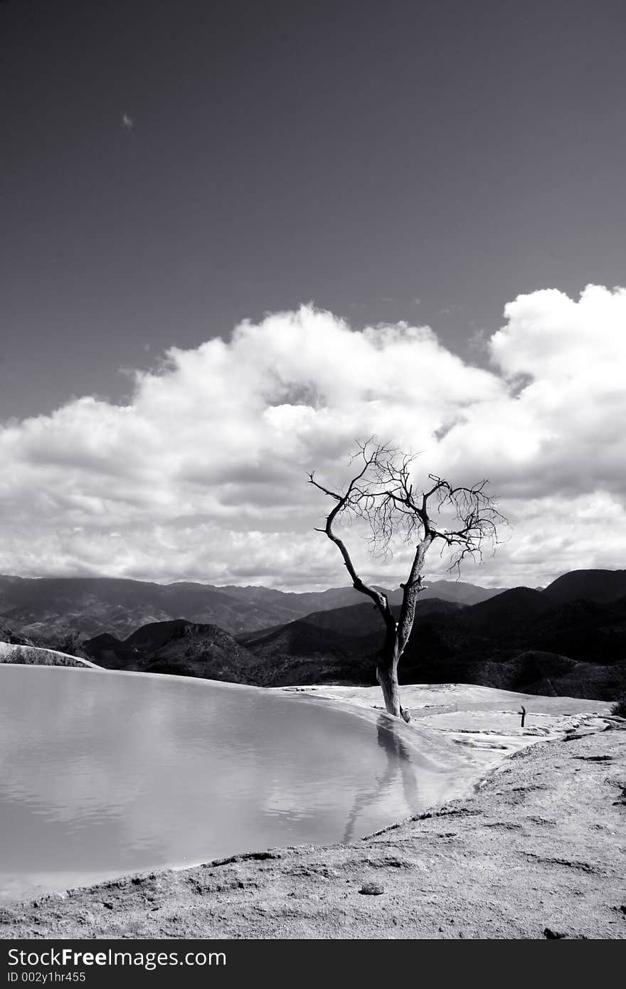 Old tree next to the wather