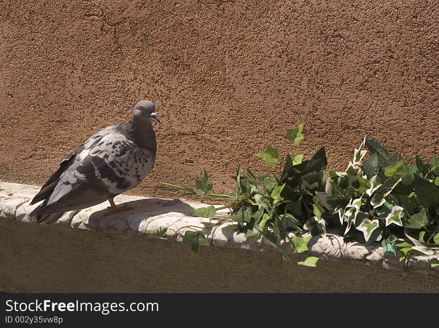 Pigeon on a stone ledge near an ivy plant. Pigeon on a stone ledge near an ivy plant