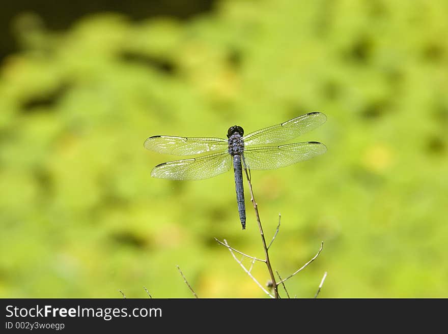 Dragonfly on the grass