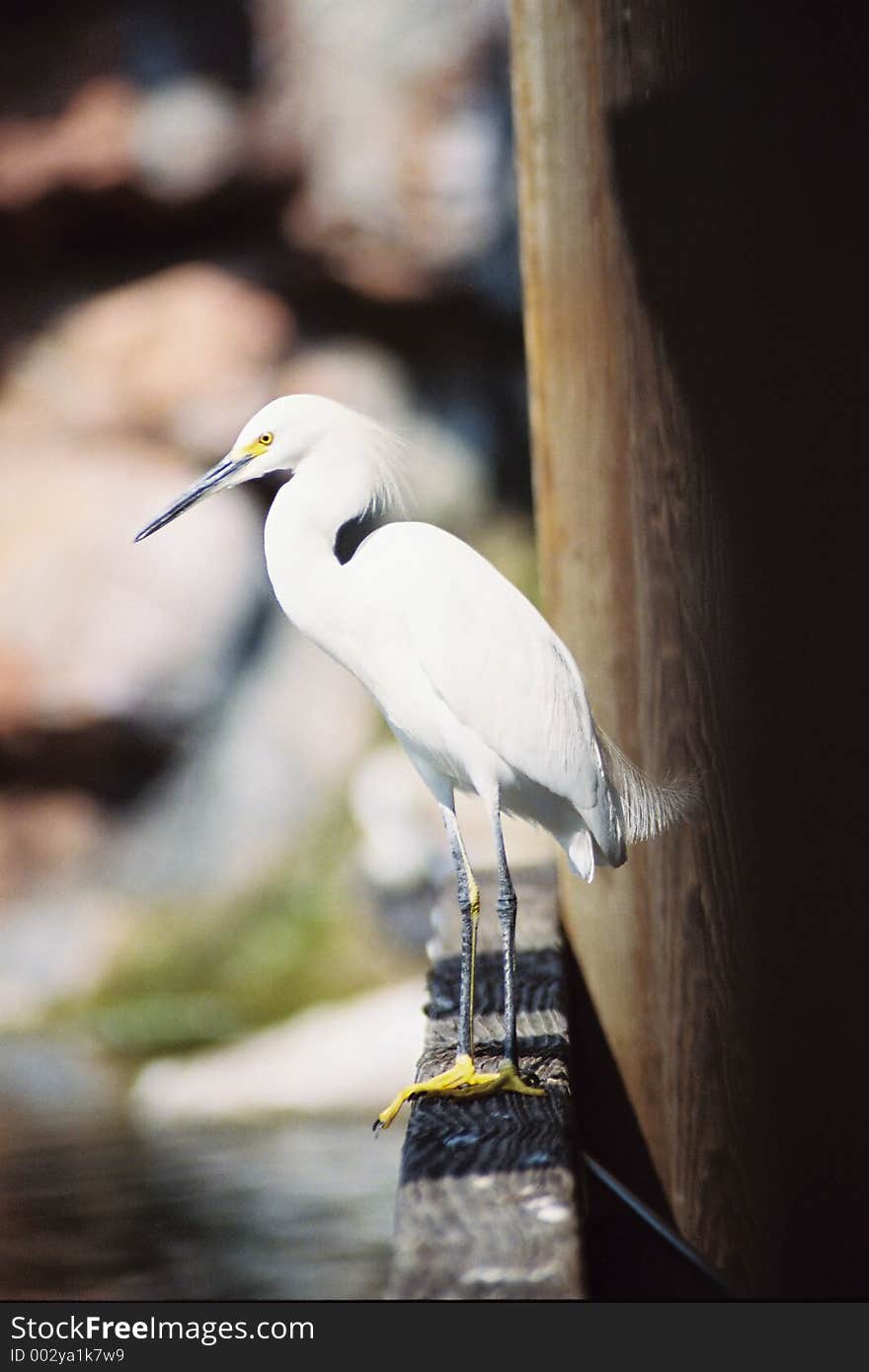 A white bird getting ready to hunt for food