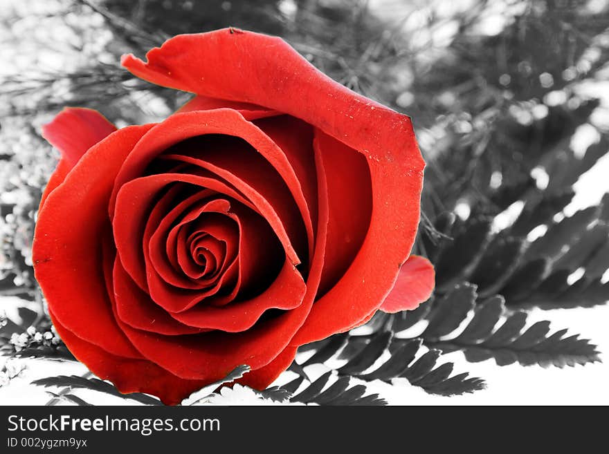 Photo of a Red Rose