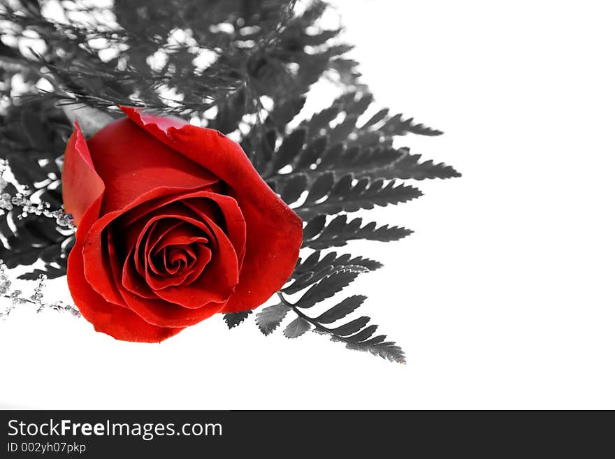 Photo of a Red Rose