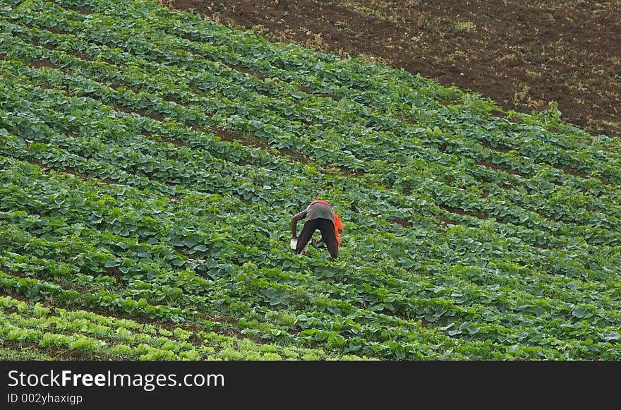 A worker hard at work on a farm in the country. A worker hard at work on a farm in the country.