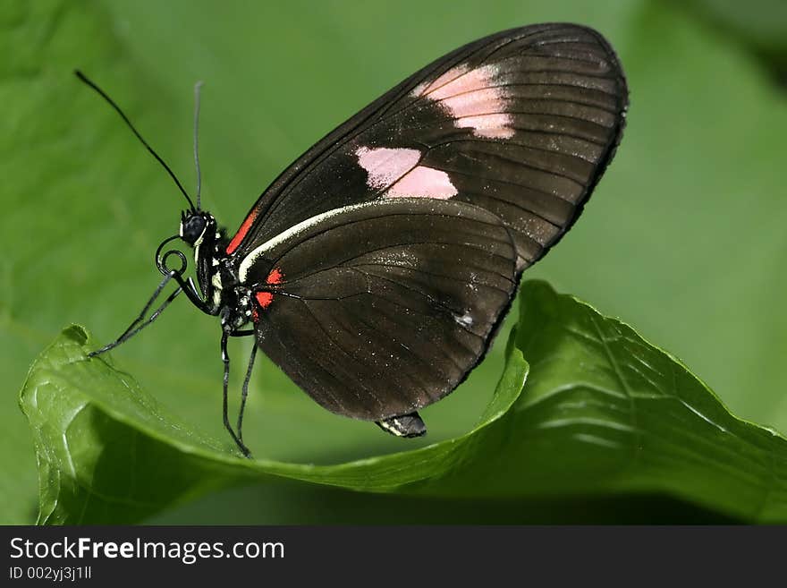 Black butterfly with pink and red markings resting on a leaf with green background