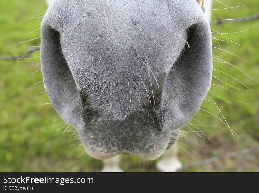 Horse with a lovely nose