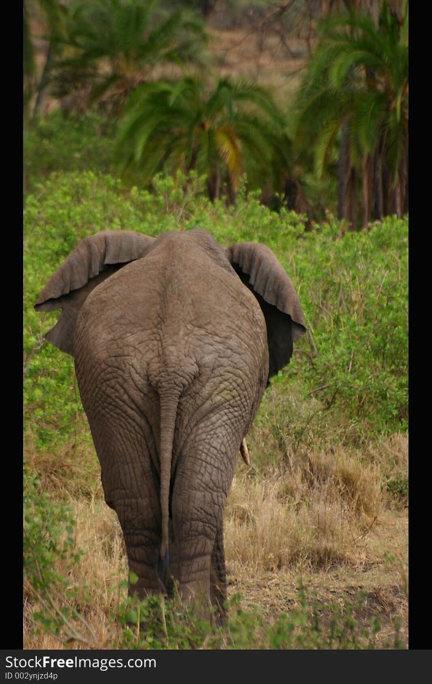 African elephant in lake manyara np tanzania