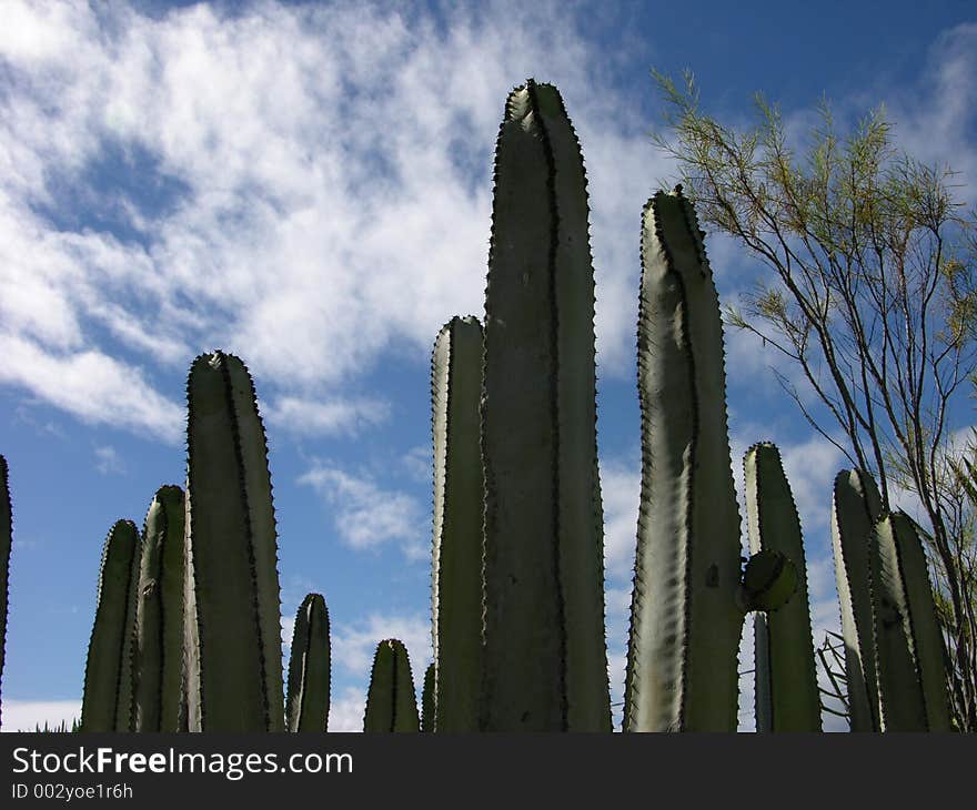 Cactus against a perfect blue sky. Cactus against a perfect blue sky