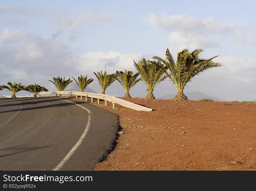 Row of palm trees alongside a road. Row of palm trees alongside a road