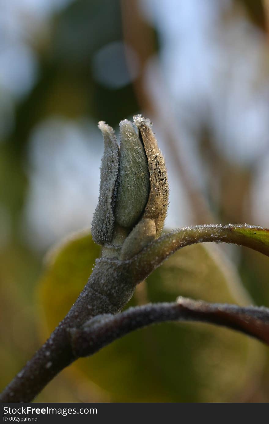 Frozen bud on a tree