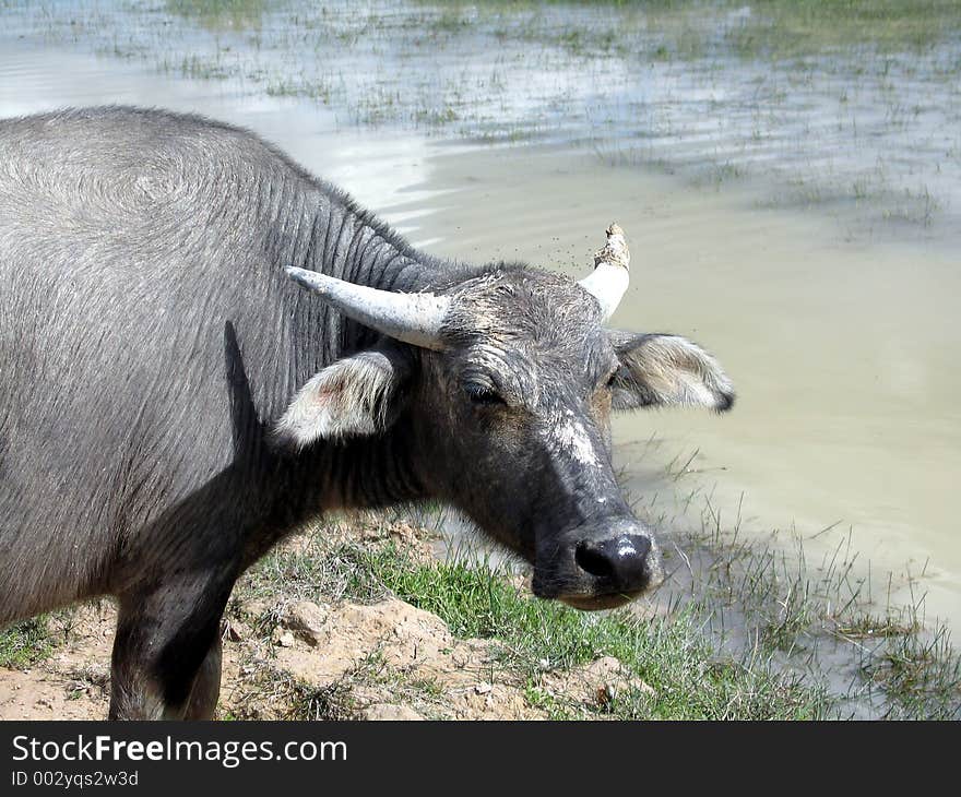 Water buffalo at the bank of a river