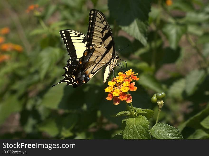 Colorful Monarch gathering nectar. Colorful Monarch gathering nectar