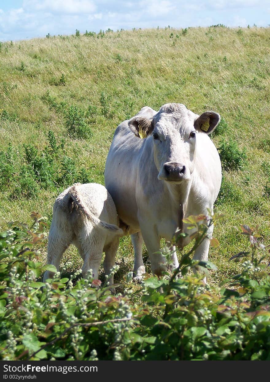 Cow and Calf in Field