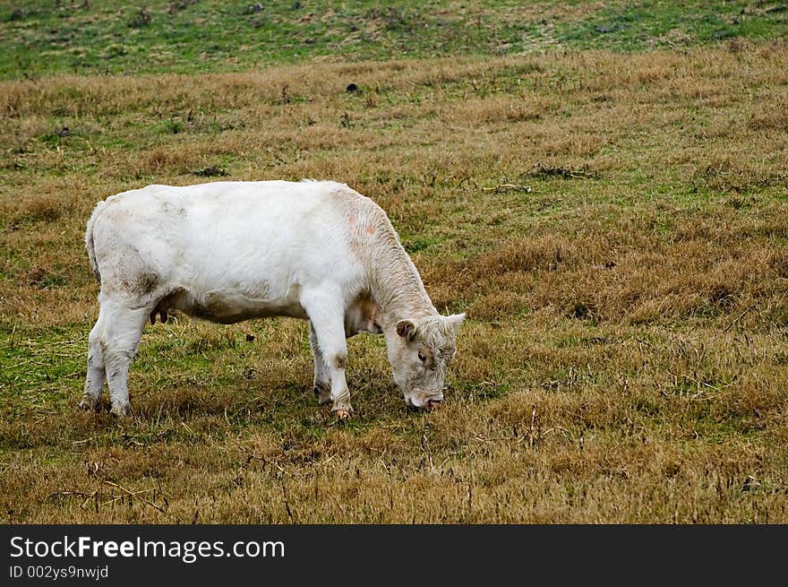 Cow feeding on grass