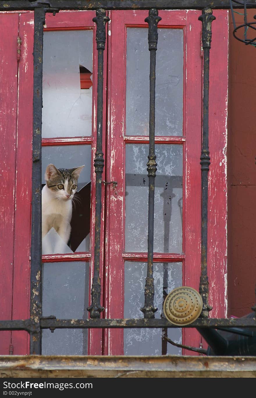 Kitten in a cabinet peeking out through broken glass panel. Kitten in a cabinet peeking out through broken glass panel