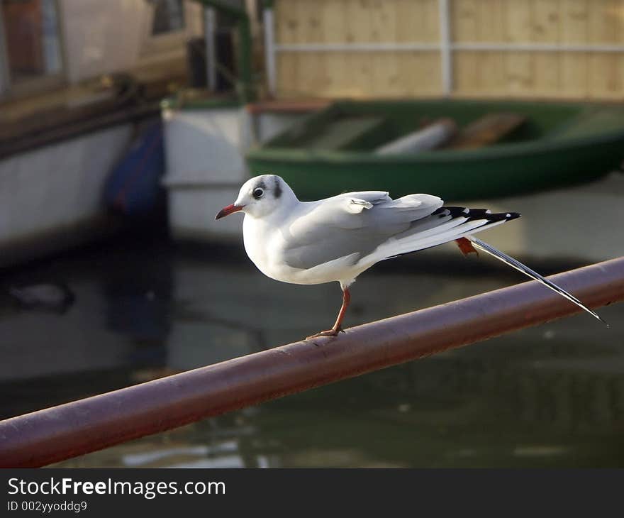 Seagull