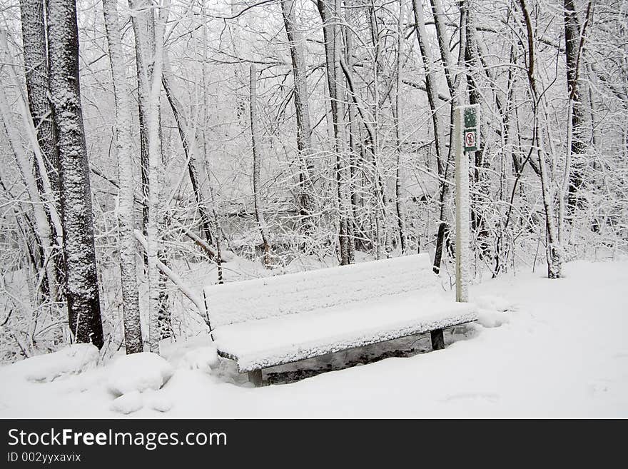 A park bench and trees covered with snow. A park bench and trees covered with snow