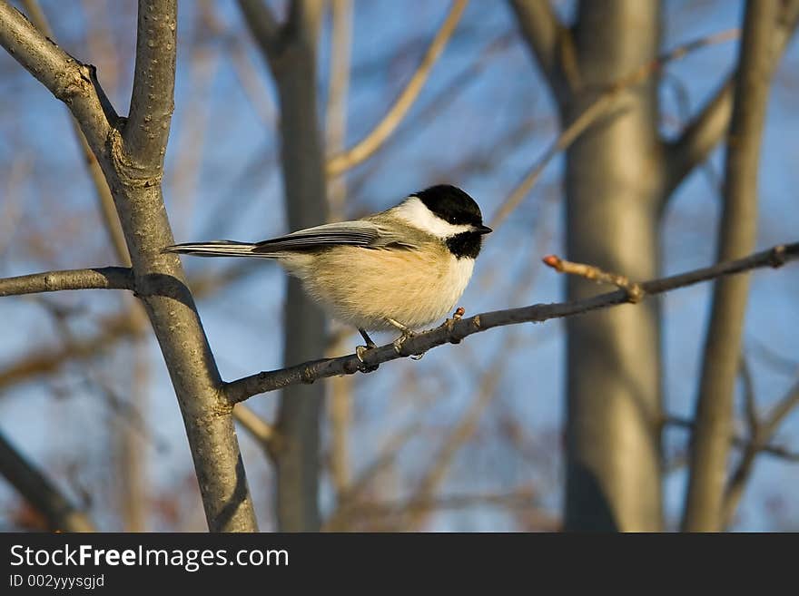 Black capped chikadee