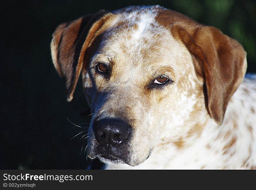 Pointer/labrador mutt dog. Pointer/labrador mutt dog.