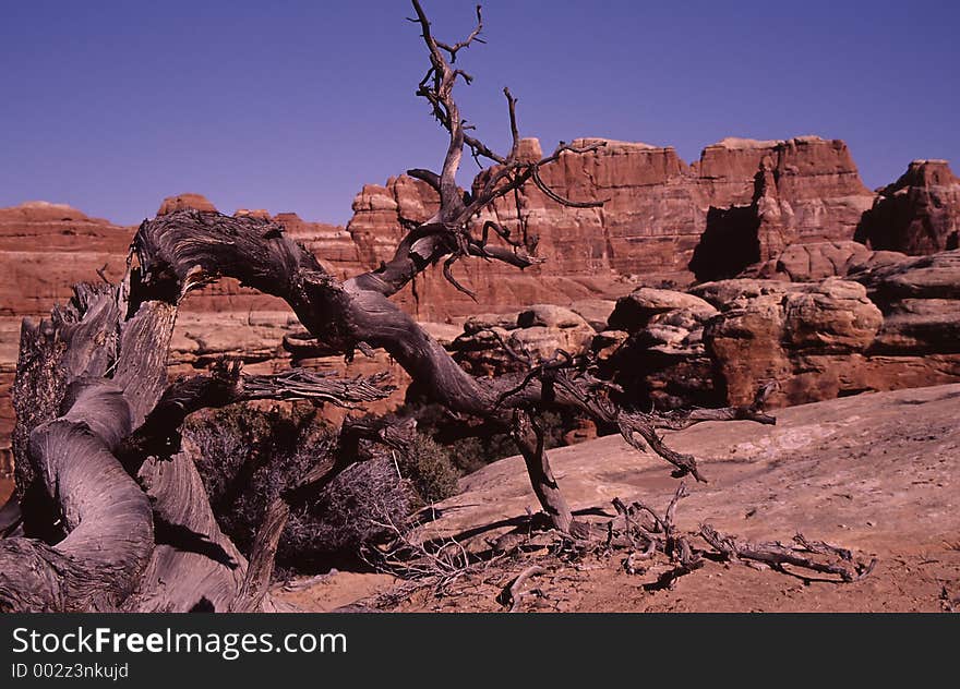 Dead tree in the Canyonlands National Park