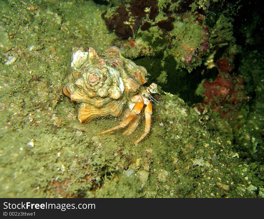 Side profile of a hermit crab and its home