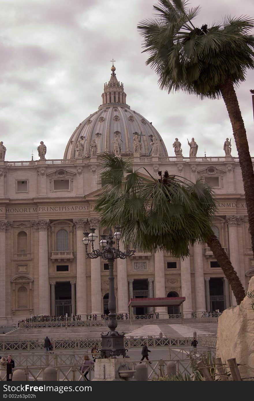 Palms in vatican - rome