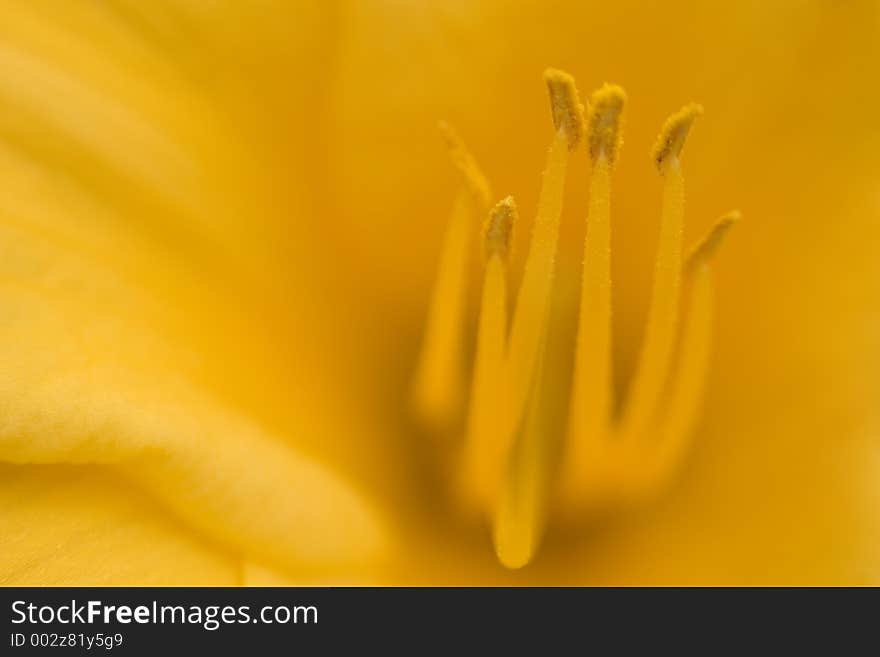 Detailed view of flower stamens inside a yellow lily