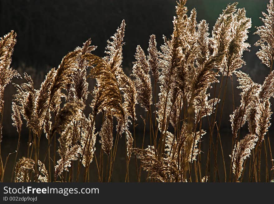 Backlit Reeds with blurd background. Backlit Reeds with blurd background.