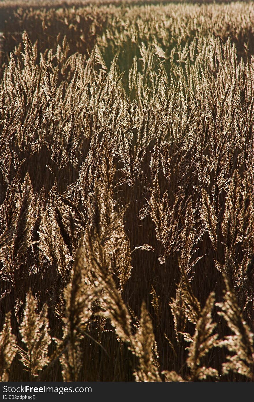 Backlit Reeds with blurd background. Backlit Reeds with blurd background.