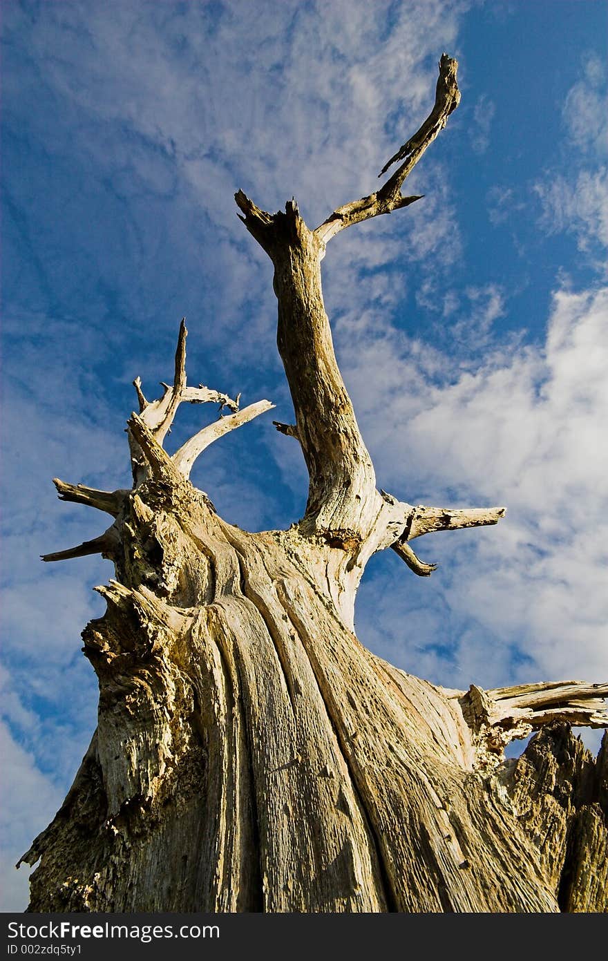 Dead tree against a blue sky. Dead tree against a blue sky