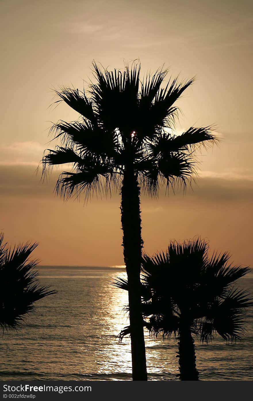 Silhouette Sunset Palm Trees