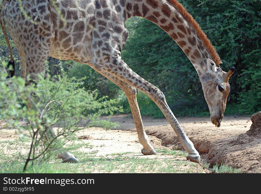 Giraffe trying to get low. Giraffe trying to get low.