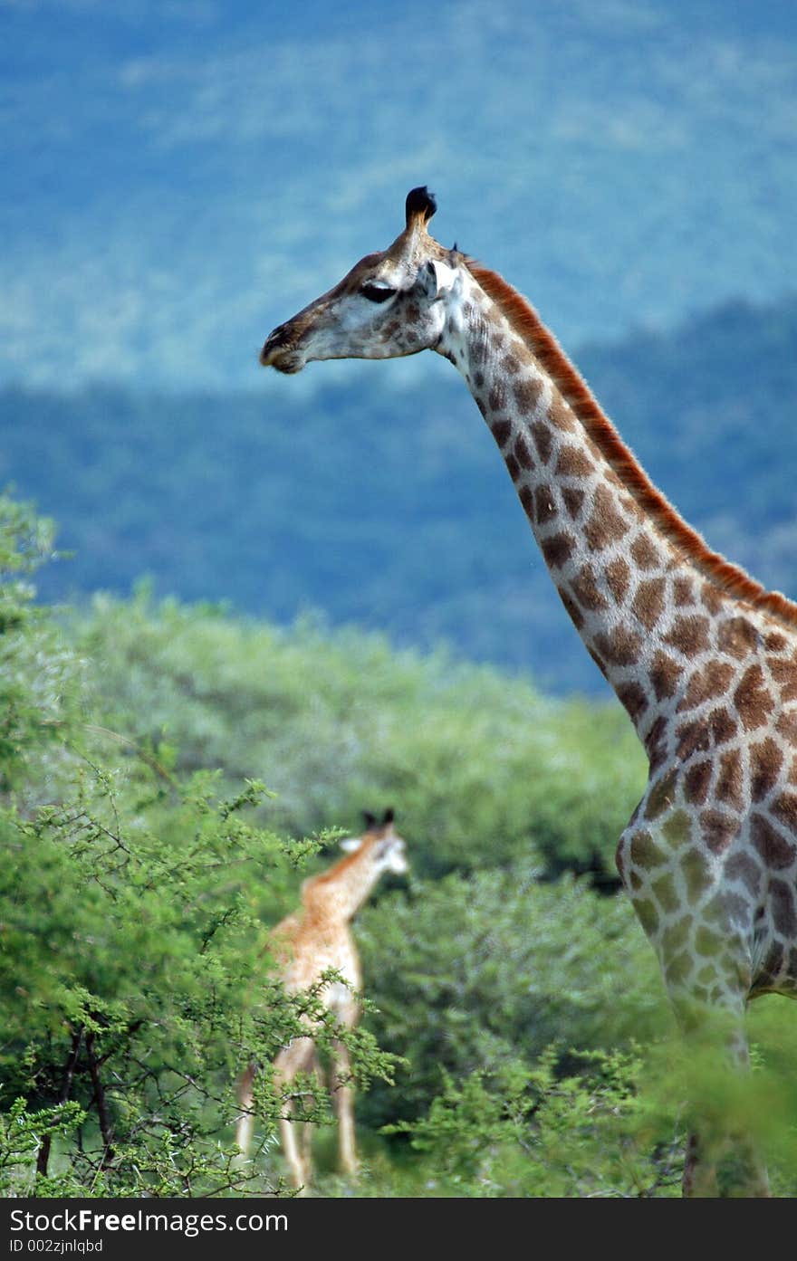 Giraffes in the wild. Giraffes in the wild.