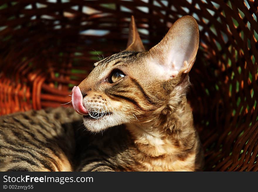 Cat In Basket