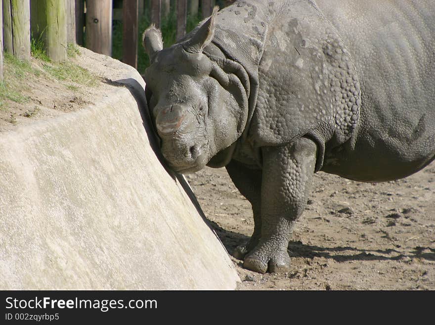 A rhino at the zoo scratches an itch by using the side of its pen. A rhino at the zoo scratches an itch by using the side of its pen.