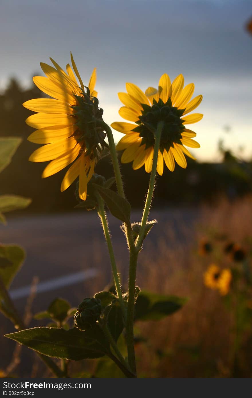 Back of Morning Sunflower