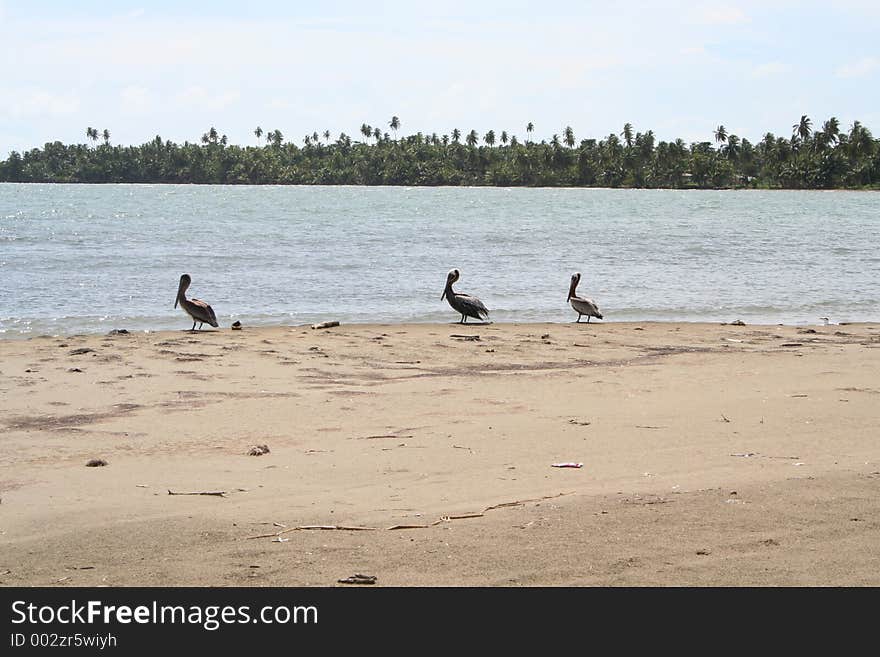 3 Pelicans