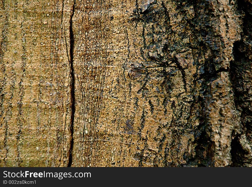 Tree's bark