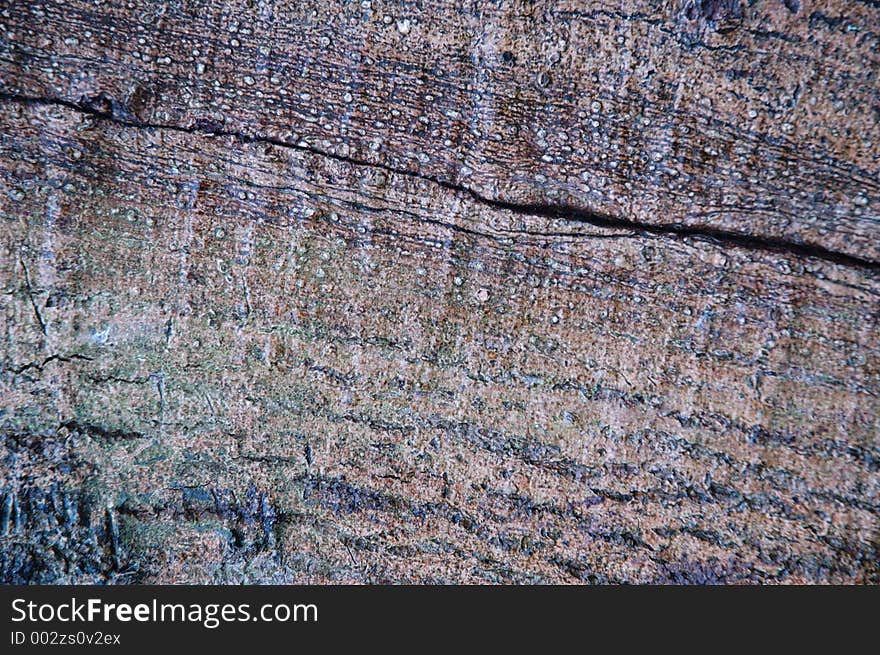 Tree's bark