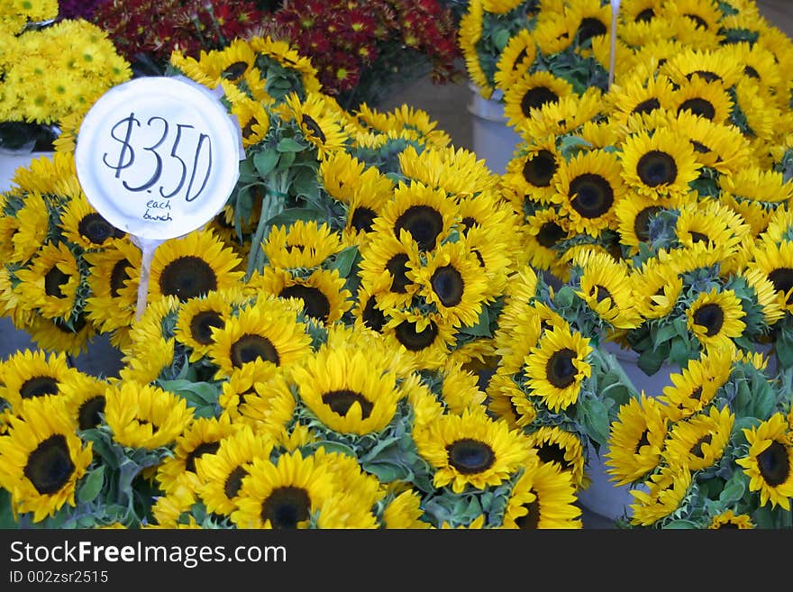 Sunflower Sale