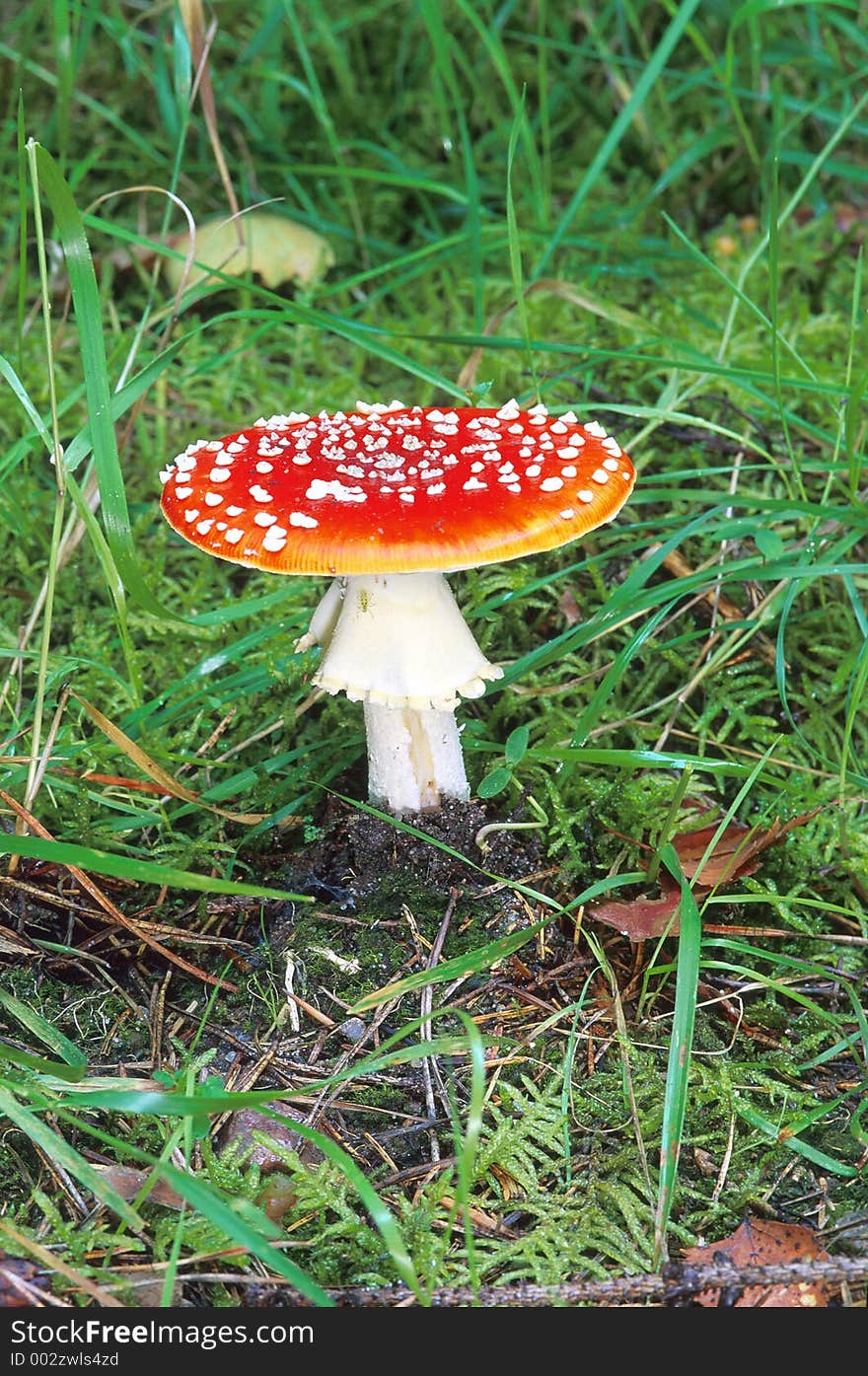 Mushroom2