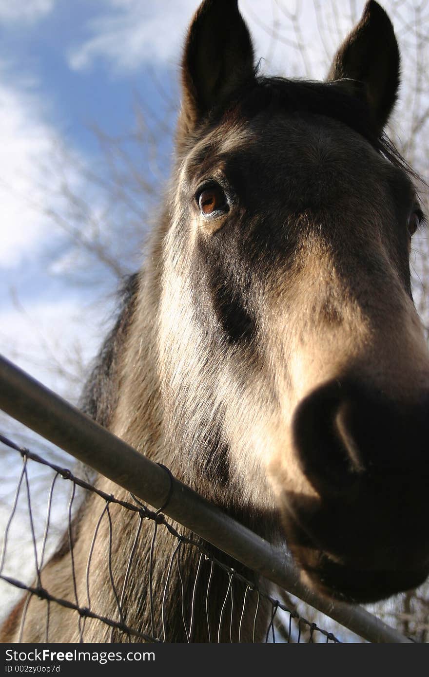 Pretty horse taking a good look at you over a small metal type fence. Primary focus towards the eye. If you like this photo, please see my portfolio for more. Pretty horse taking a good look at you over a small metal type fence. Primary focus towards the eye. If you like this photo, please see my portfolio for more.